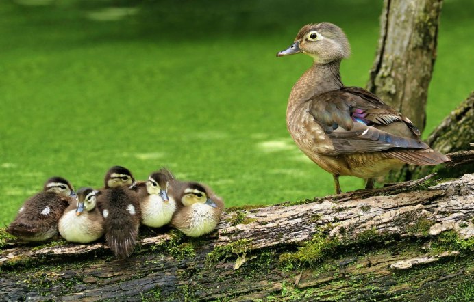 Птицы и насекомые