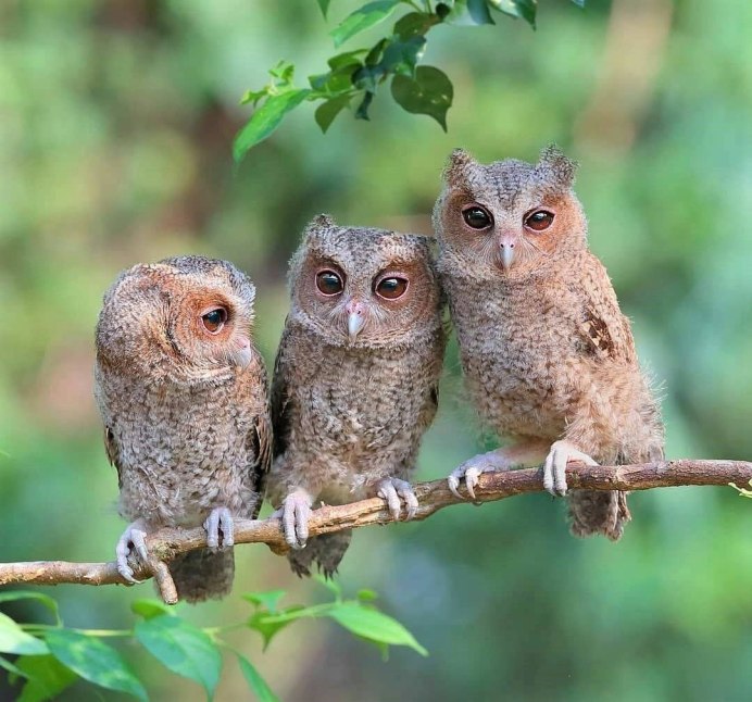 Otus Angelina