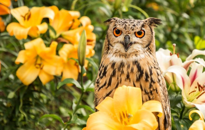Great Horned Owl (Сыч).