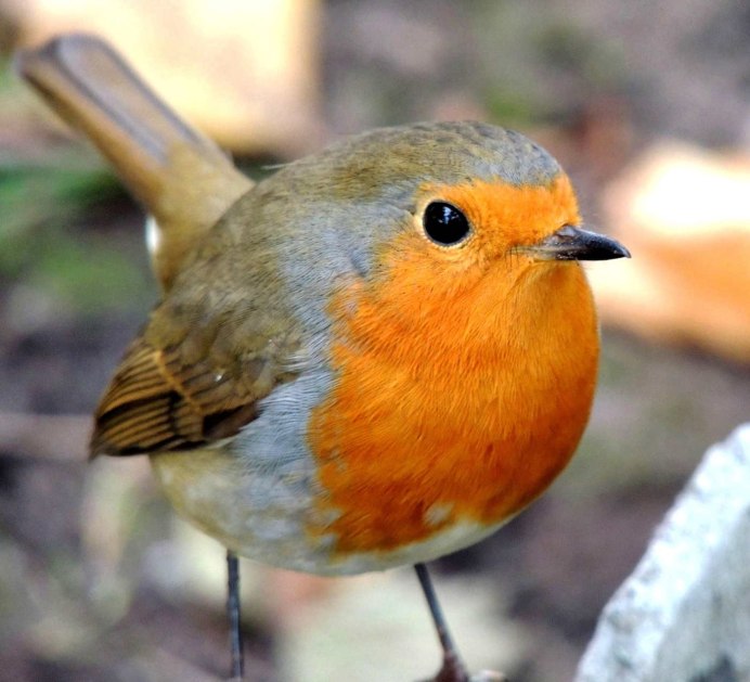 Зарянка горихвостка