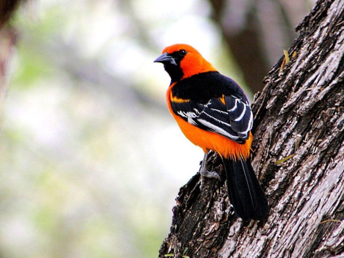 Птичка оранж с оранжевой грудкой