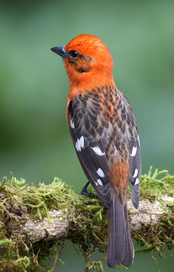 Папа Зарянка