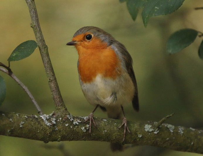 Птица Балтиморская Иволга