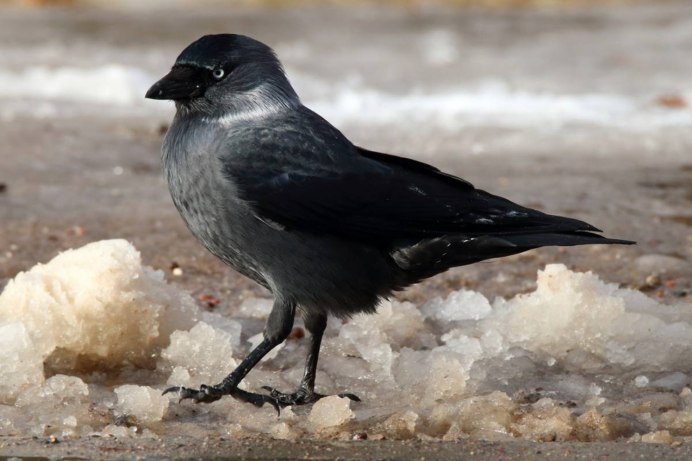 Галка обыкновенная ‒ Corvus monedula
