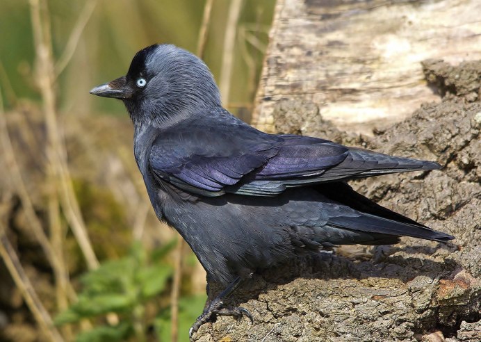 Галка (Coloeus monedula)
