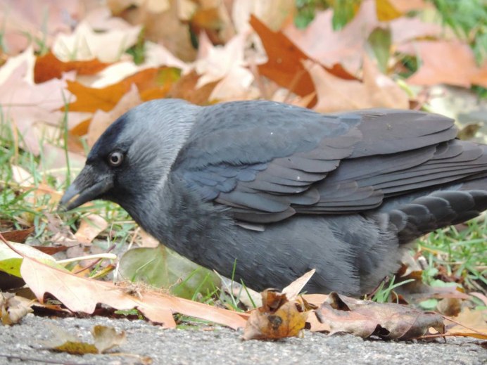 Галка (Corvus monedula)