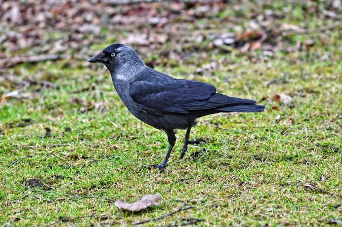 Галка (Coloeus monedula)