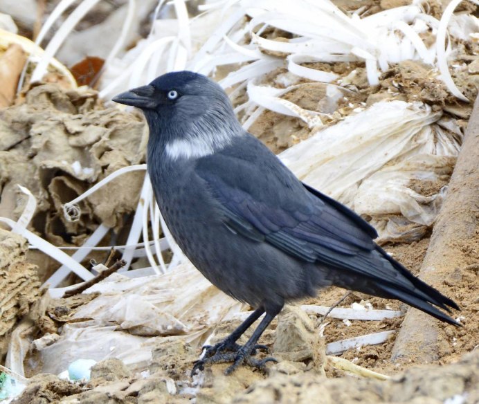 Галка – Corvus monedula l.