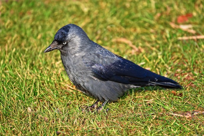 Галка – Corvus monedula l.