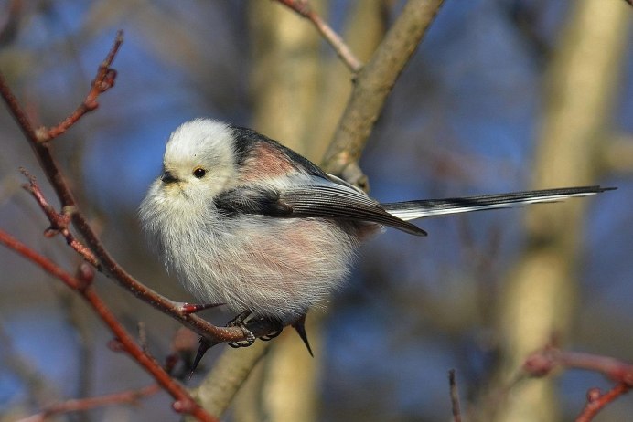 Tufted Titmouse