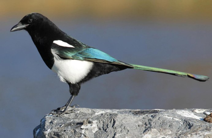 Pica hudsonia американская сорока