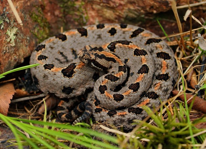 Sistrurus miliarius