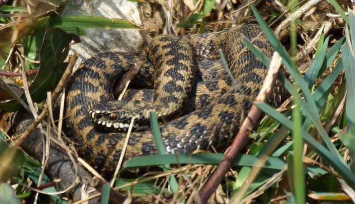 Daboia russelii