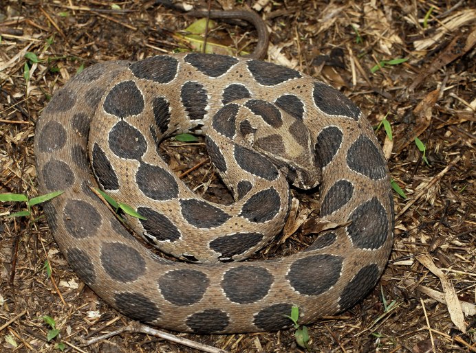 Daboia russelii