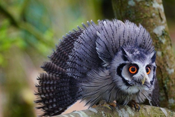 Хищные птицы Филин