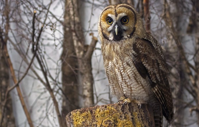 Серая бородатая неясыть