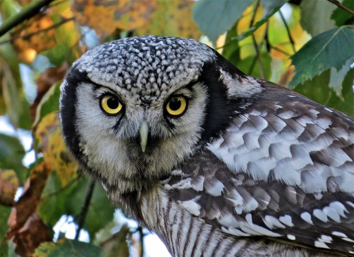 Неясыть Чако