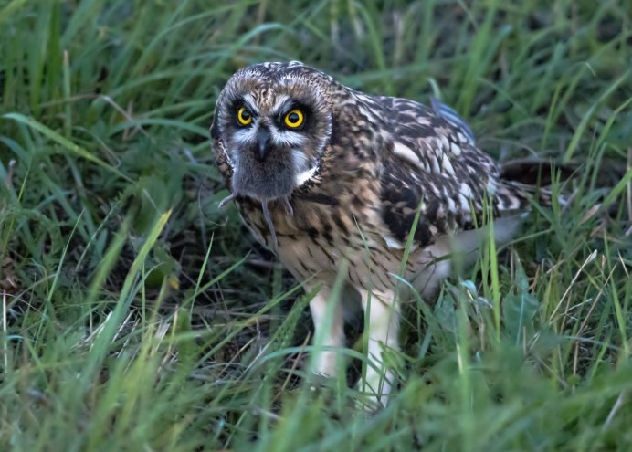 Ушастая Сова птенец