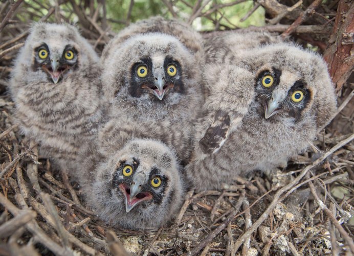 Филин (Bubo Bubo Linnaeus, 1758)