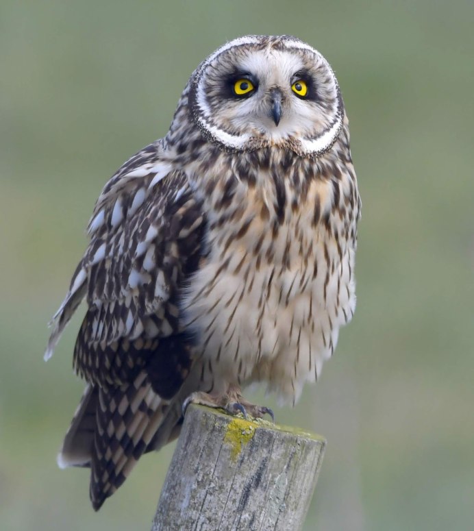 Совенок Болотной Совы