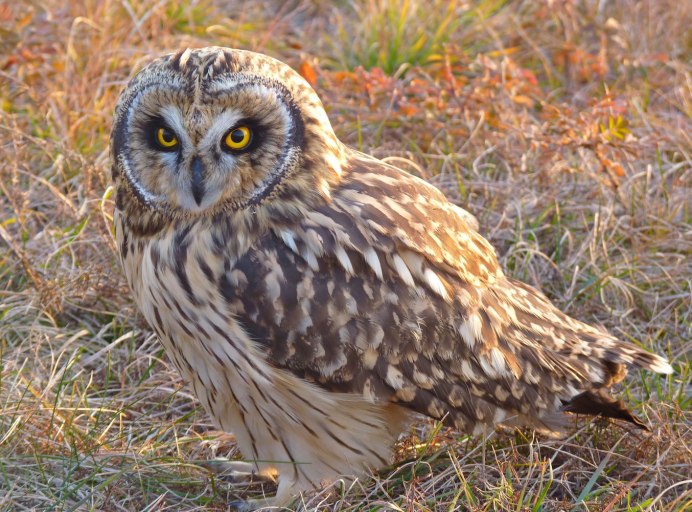 Филин Сыч сипуха