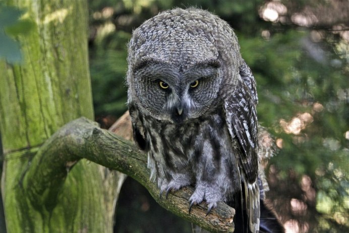 Филин (Bubo Bubo Linnaeus, 1758)