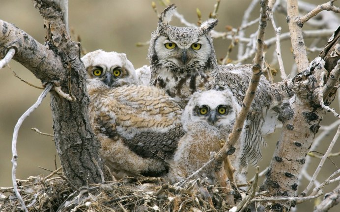 Капский Филин