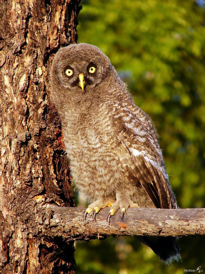 Совообразные Strigiformes