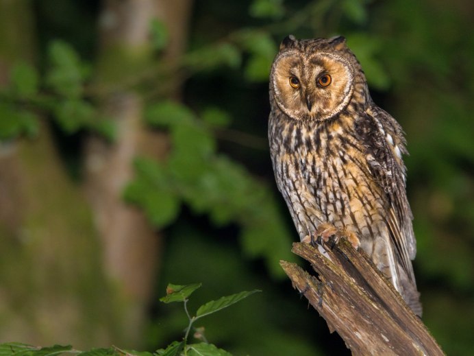 Сплюшка Otus SCOPS