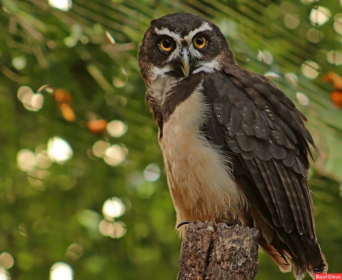 Отряд Совообразные Strigiformes