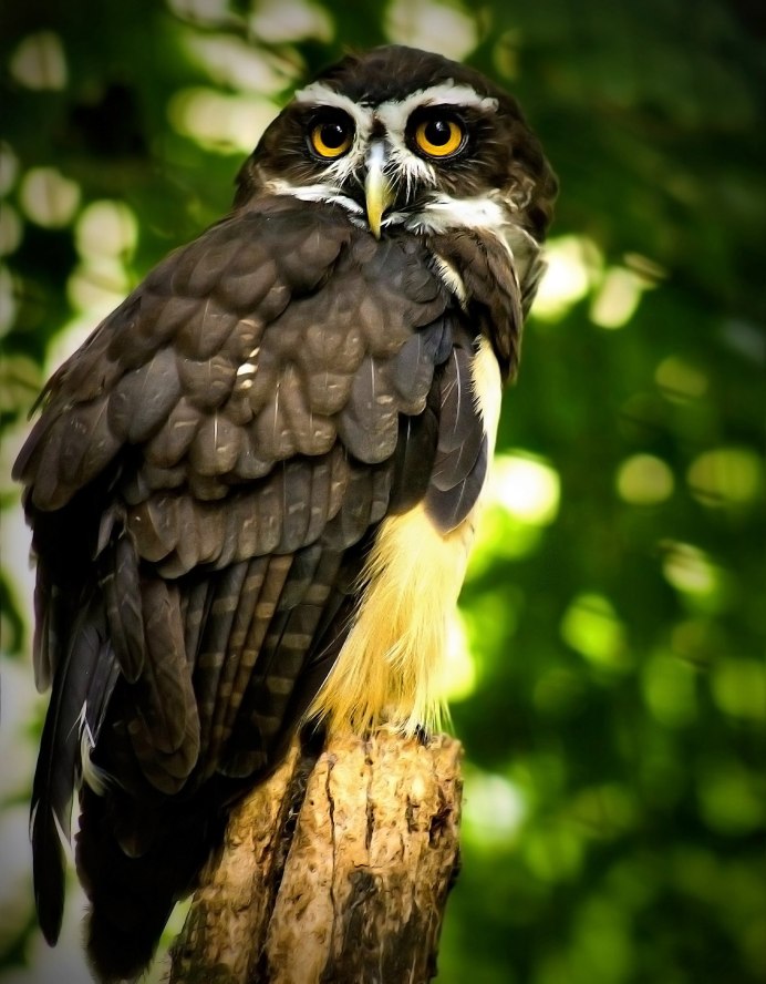 Отряд Совы Сыч