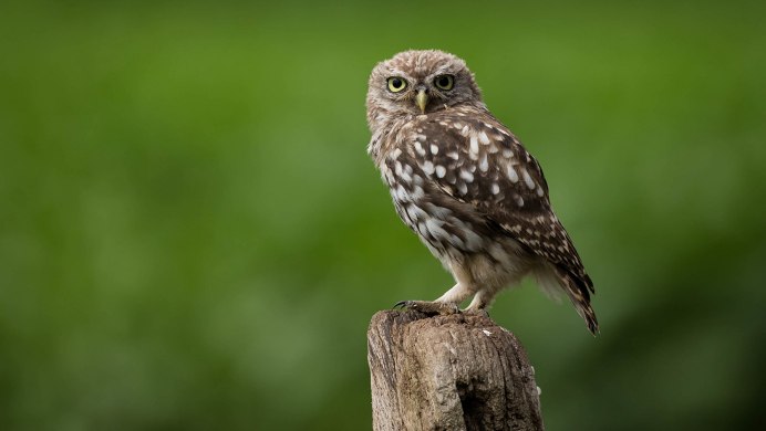 Филин Бубо-Бубо