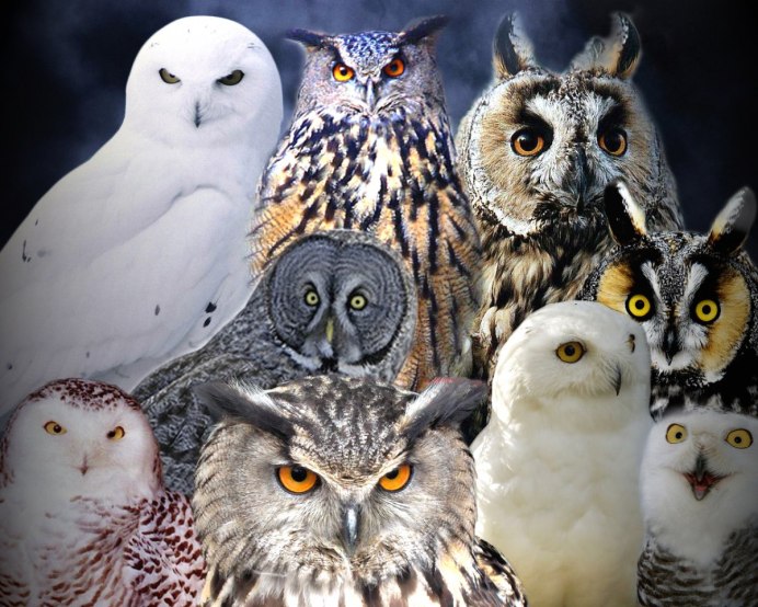 Сова на животе