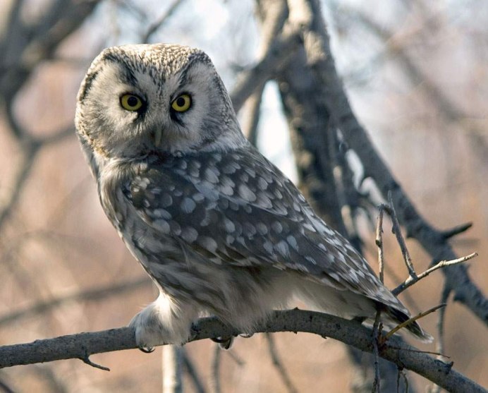 Болотная Сова