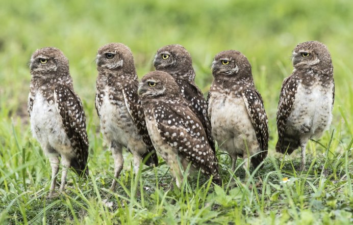 Ушастая Сова гнездо
