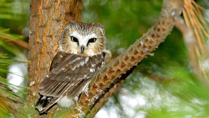 Бородатая неясыть