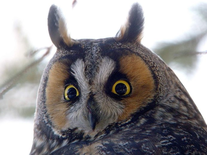 Пёстрая неясыть