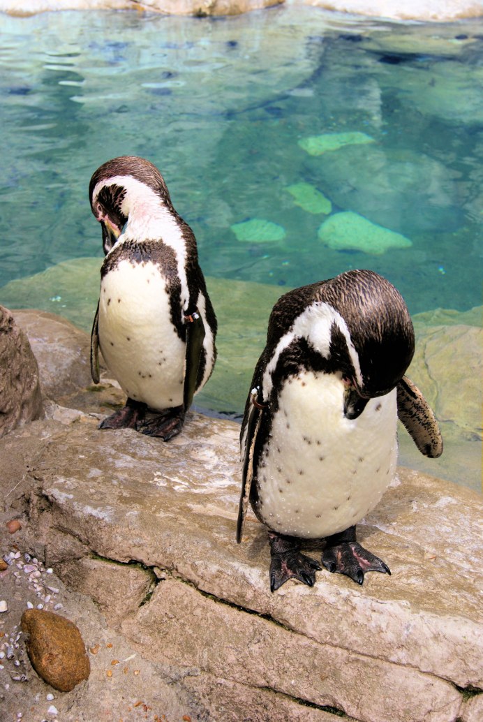 Canned Penguin