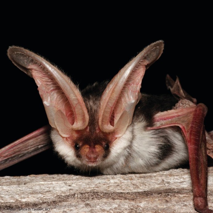 Бурый ушан Plecotus auritus (Linnaeus, 1758)