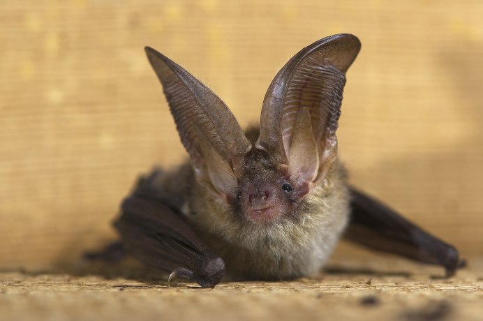 What mammals can Fly