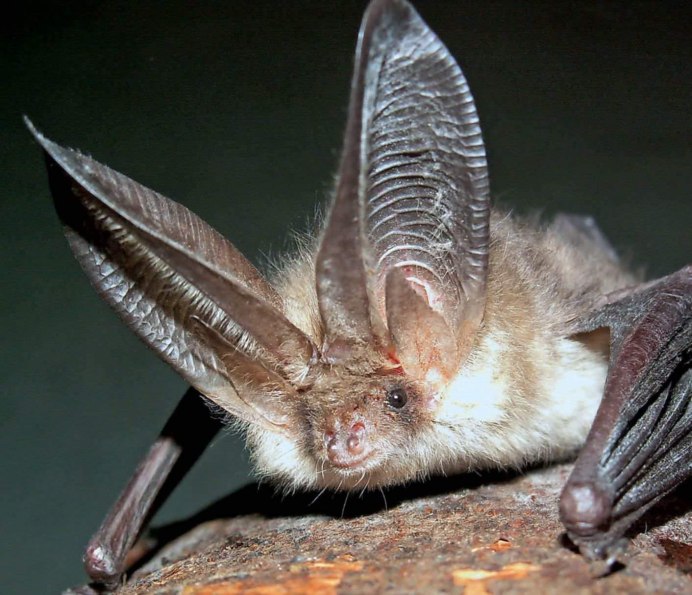 Бурый ушан Plecotus auritus (Linnaeus, 1758)