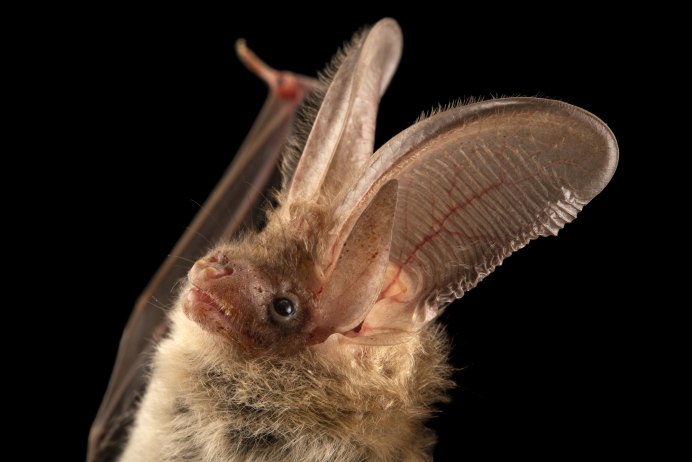 Ушан бурый – Plecotus auritus