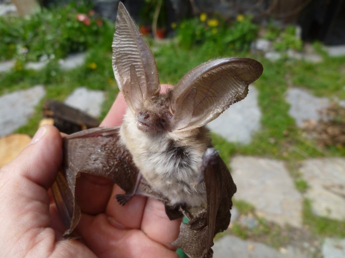 Ушан бурый – Plecotus auritus