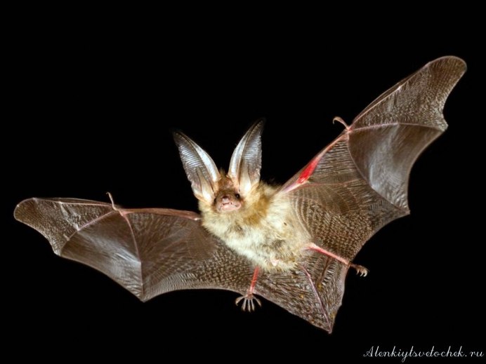 Ушан бурый – Plecotus auritus