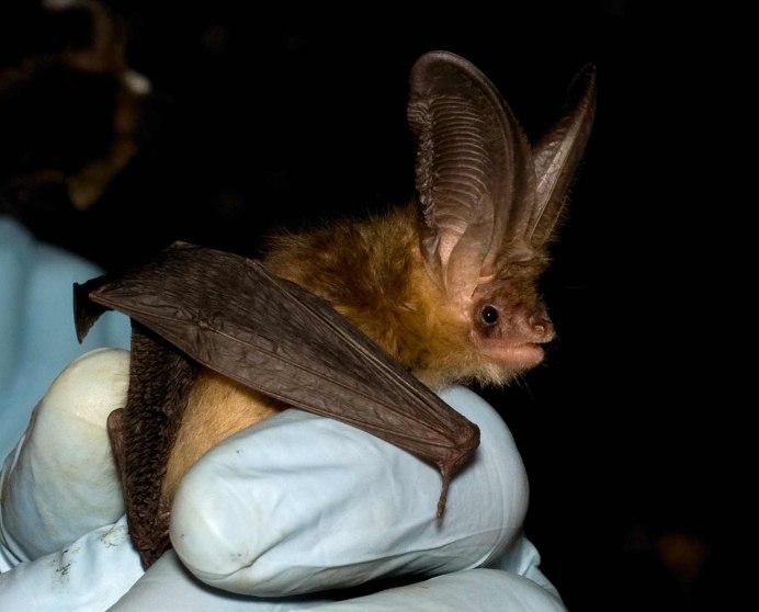 Ушан бурый – Plecotus auritus