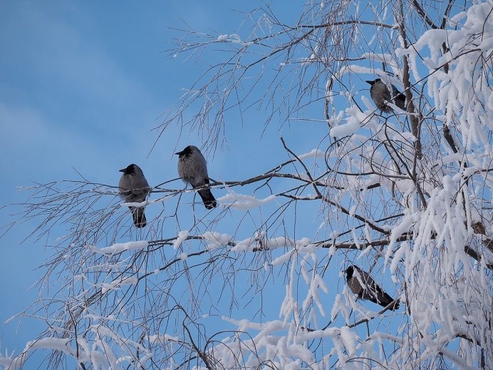 Зимние птицы в городе