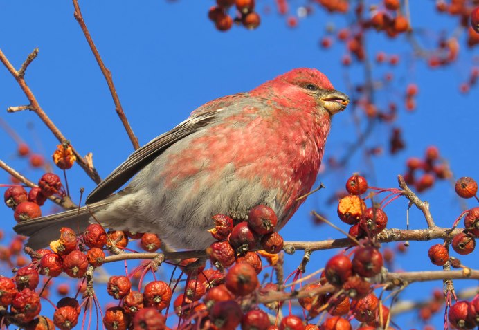 Клёст-Сосновик Loxia pytyopsittacus