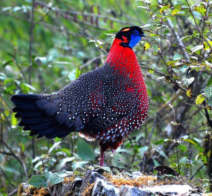 Сойка garrulus glandarius