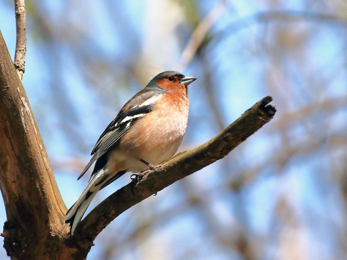 Зяблик (fringilla COELEBS)