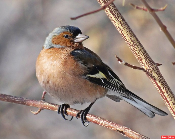 Зяблик (fringilla COELEBS)